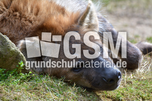 Tüpfelhyäne (3).jpg